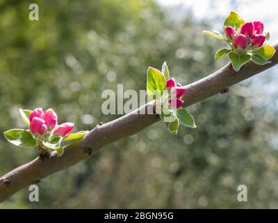 Blooming apple tree branch with red buds. Blurred background. Stock Photo