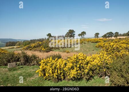 Gorse or furze (ulex) in full bloom in spring along the Offa's Dyke long distance footpath, on Hawthorn Hill near Knighton, Powys, Wales, UK Stock Photo