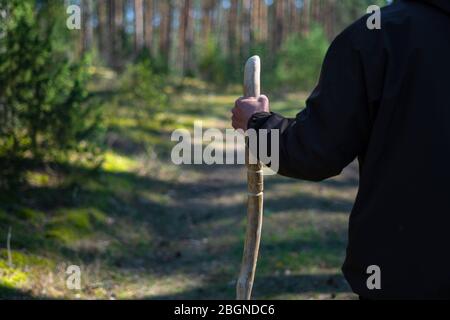 Close up of man holding a walking stick in the forest. Hand made wooden walking pole in hand of walker on a sunny day Stock Photo