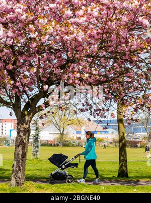 Leith, Edinburgh, Scotland, United Kingdom. 22nd April 2020. Covid-19 Lockdown: people exercise on Leith Links in Spring sunshine. A woman pushes a pram while looking at her phone with a cherry tree in full pink blossom during the Coronavirus pandemic Stock Photo