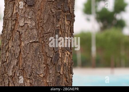 Intricate textures of the neem tree can be seen here. Scientific name - Azadirachta indica Stock Photo