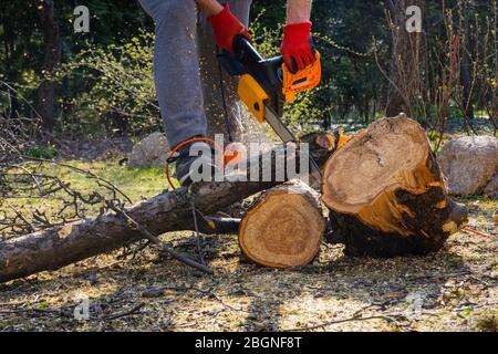 Men sawing apple tree with a chainsaw in his backyard. Worker pruning tree trunk in the garden Stock Photo