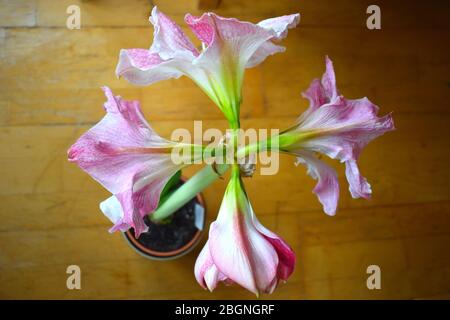Pink amaryllis blooms Indoor bulbous plant very popular in the run up to Christmas. Its broad flowers have three inner petals same number outer sepals Stock Photo