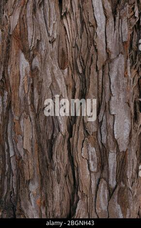 The textured bark of a young coastal redwood. Sequoia bark natural background. Close-up. Stock Photo