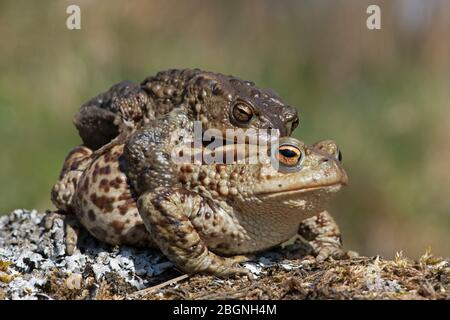 Paired male and female Toads (Bufo bufo) migrating to breeding pond Stock Photo