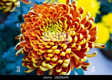 Chrysanthemum, sometimes called mums or chrysanths, are flowering plants of the genus Chrysanthemum in the family Asteraceae. It's one of the most pop Stock Photo