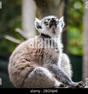 Funny Ring tailed lemur staring at a fly over its head on a wooden beam - Lemur Catta Stock Photo