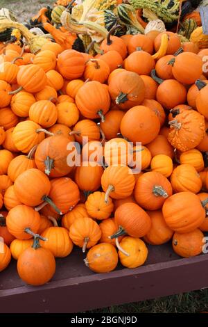 Long wooden tables with variety of pumpkins, squash, and gourds at farmers market in the cooler autumn weather. Stock Photo
