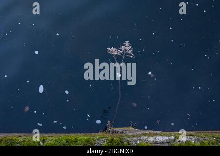 Plant and moss growing through concrete on the riverside. Pollution on the water surface, circles of foam Stock Photo