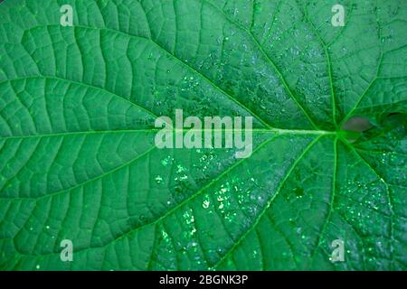 Close up on glittering green leaf Stock Photo