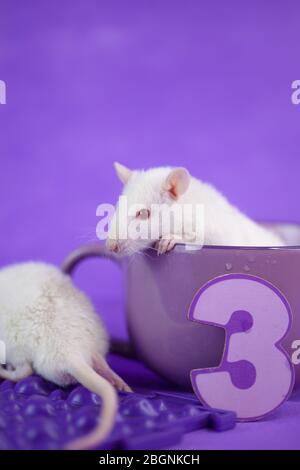 Rats on a purple background. Furry mice Stock Photo