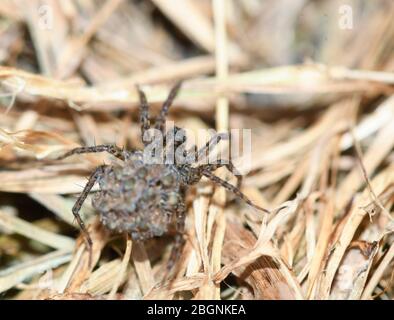 Wolf spider carrying young on its back Stock Photo
