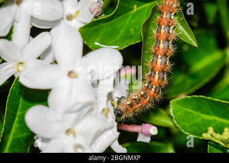 jersey tiger larva feeding on jasmine flowers at night Stock Photo