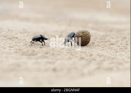 dung beetles on beach sand fighting for ball Stock Photo