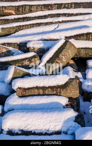 Polter stacked felled tree trunks in winter with snow, bright sunshine for timber industry Stock Photo