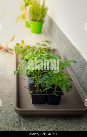 Tomato small plants in pots, ready to be planted. Vertical shot. Stock Photo