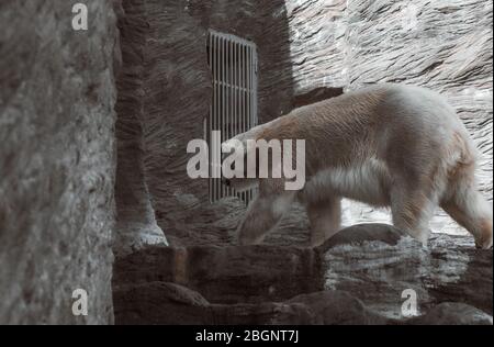 white bear walking on stone in a zoo Stock Photo