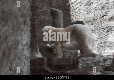 white bear walking on stone in a zoo Stock Photo