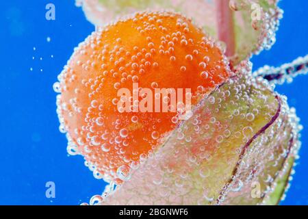 berries of physalis close up under water in the water of macro. ripe juicy berry selective focus Stock Photo