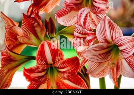 Close up of an Amaryllis Plant with red flowers