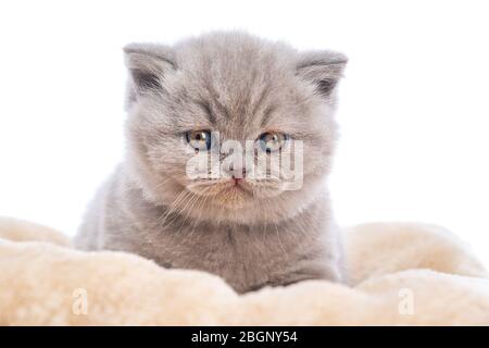 Lop-eared British little kitten lying on a pillow looking forward on a white background. Stock Photo