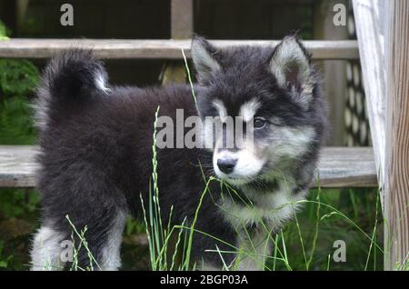 Gorgeous eight week old alusky puppy looking through grass. Stock Photo