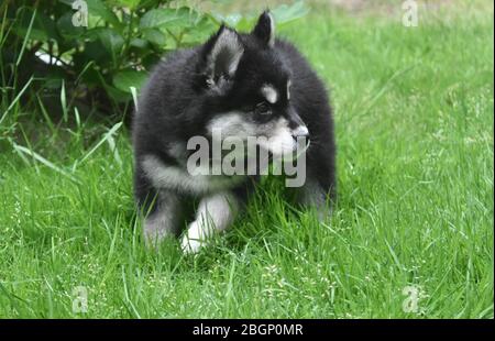 Summer day with an eight week old alusky puppy dog. Stock Photo