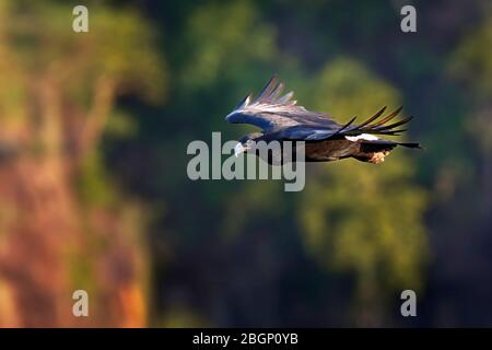 Verreaux's Eagle (Aquila verreauxii) adult in flight, soaring in thermals very close by. Victoria Falls - Zimbabwe. Stock Photo