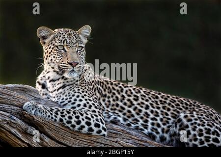 A beautiful female leopard is resting, very relaxed on a big branch, close-up, Okangao Delta - Botswana.