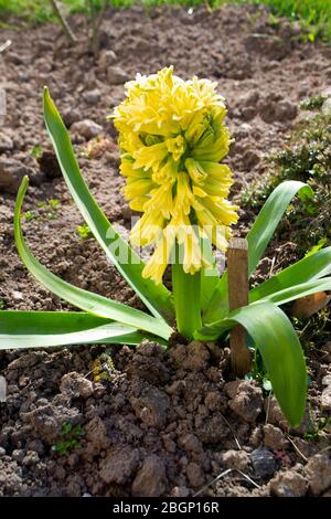 Light yellow hyacinth flower or hyacinthus in spring garden, vertical image Stock Photo