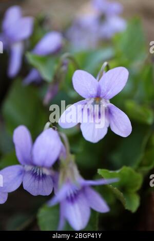 Wild purple violets in the garden,spring violets with delikate petals and green leaves,purple violets macro,floral photo,macro photography,stock photo Stock Photo