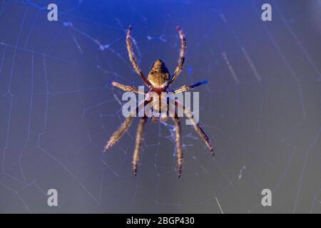 Discover spider building spider web in nature Stock Photo