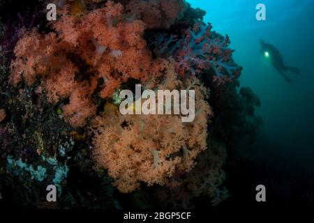 A scuba diver explores a beautiful coral reef covered with soft corals in Komodo National Park, Indonesia. This area is high in marine biodiversity. Stock Photo