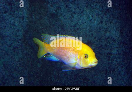 Zebra mbuna, Maylandia (Pseudotropheus) zebra, yellow morph Stock Photo