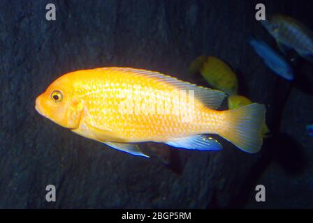 Zebra mbuna, Maylandia (Pseudotropheus) zebra, yellow morph Stock Photo