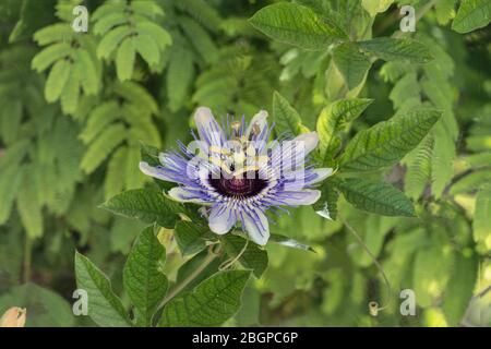 Palestine, Bethany, A Passionflower, Genus Passiflora, in bloom in the town of Bethany in the West Bank of the Occupied Palestinian Territory. Stock Photo