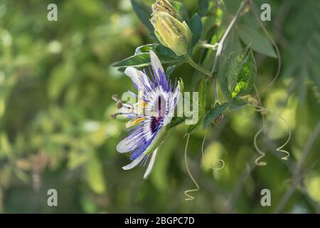 Palestine, Bethany, A Passionflower, Genus Passiflora, in bloom in the town of Bethany in the West Bank of the Occupied Palestinian Territory. Stock Photo