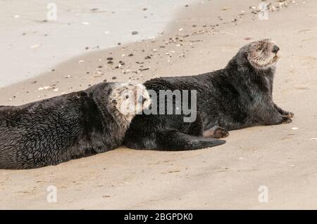 Sea Otters resting on beach (Enhydra lutris), Moss Landing Bay, Monterey County, CA, USA, by Dominique Braud/Dembinsky Photo Assoc Stock Photo