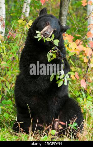 Black Bear (Ursus americanus) eating twigs and leaves, E North America, by Dominique Braud/Dembinsky Photo Assoc