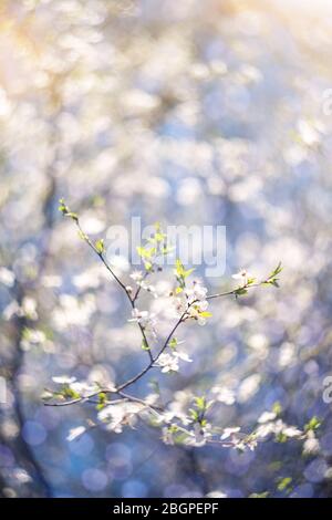 Background of blooming cherry branches in the sunlight. Stock Photo