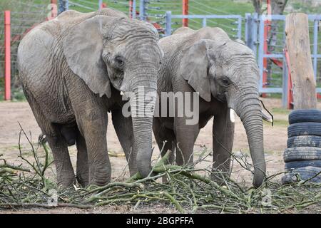 Two elephants at Noah's Ark Zoo Farm, just outside Bristol Stock Photo