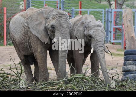 Two elephants at Noah's Ark Zoo Farm, just outside Bristol Stock Photo