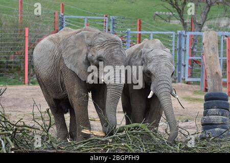 Two elephants at Noah's Ark Zoo Farm, just outside Bristol Stock Photo