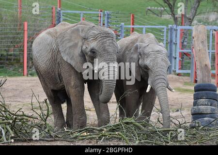 Two elephants at Noah's Ark Zoo Farm, just outside Bristol Stock Photo