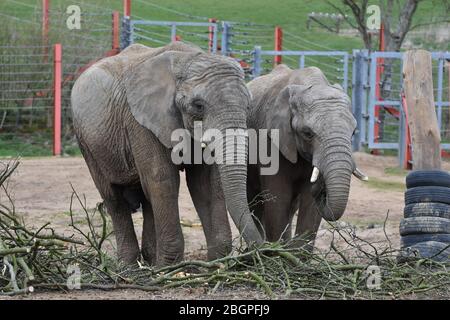 Two elephants at Noah's Ark Zoo Farm, just outside Bristol Stock Photo