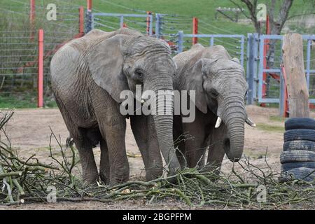 Two elephants at Noah's Ark Zoo Farm, just outside Bristol Stock Photo