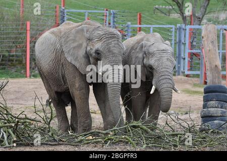 Two elephants at Noah's Ark Zoo Farm, just outside Bristol Stock Photo