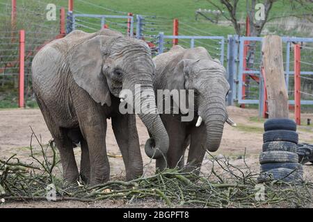 Two African elephants at Noah's Ark Zoo Farm, Bristol Stock Photo