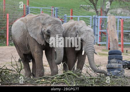 Two elephants at Noah's Ark Zoo Farm, just outside Bristol Stock Photo