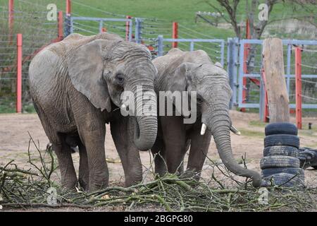 Two elephants at Noah's Ark Zoo Farm, just outside Bristol Stock Photo